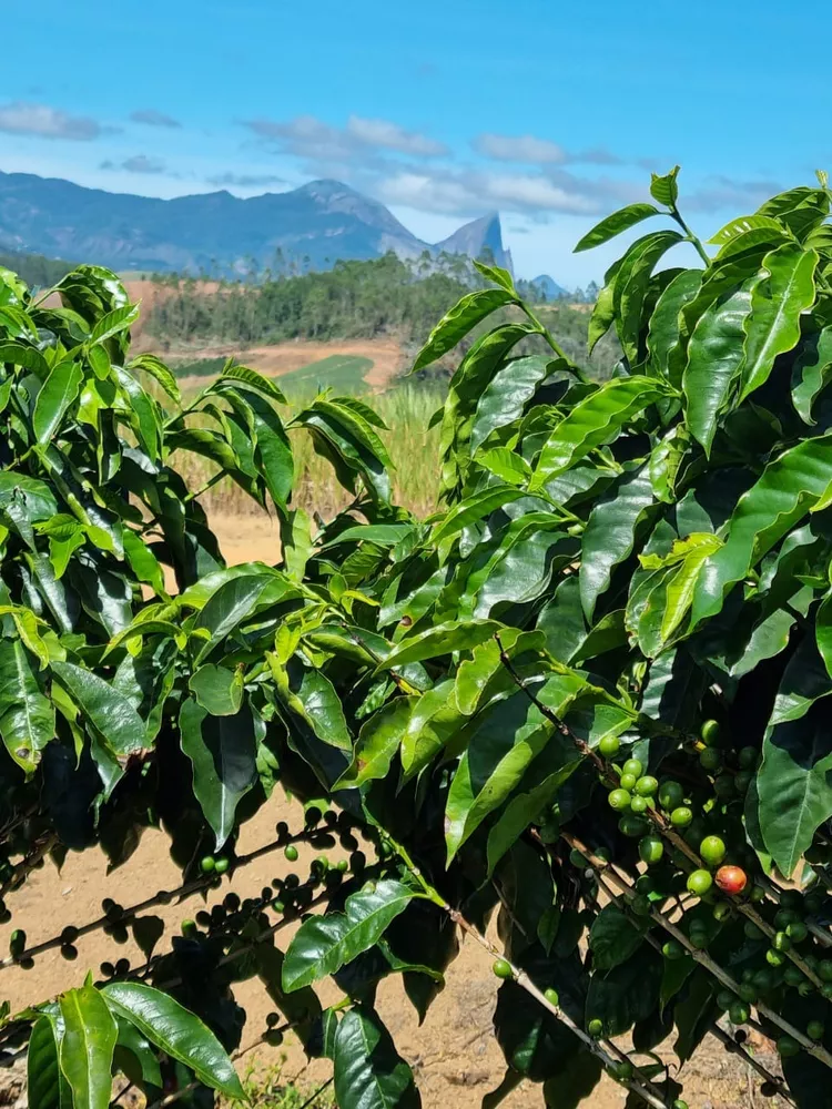 Fazenda à venda com 1 quarto, 14m² - Foto 7