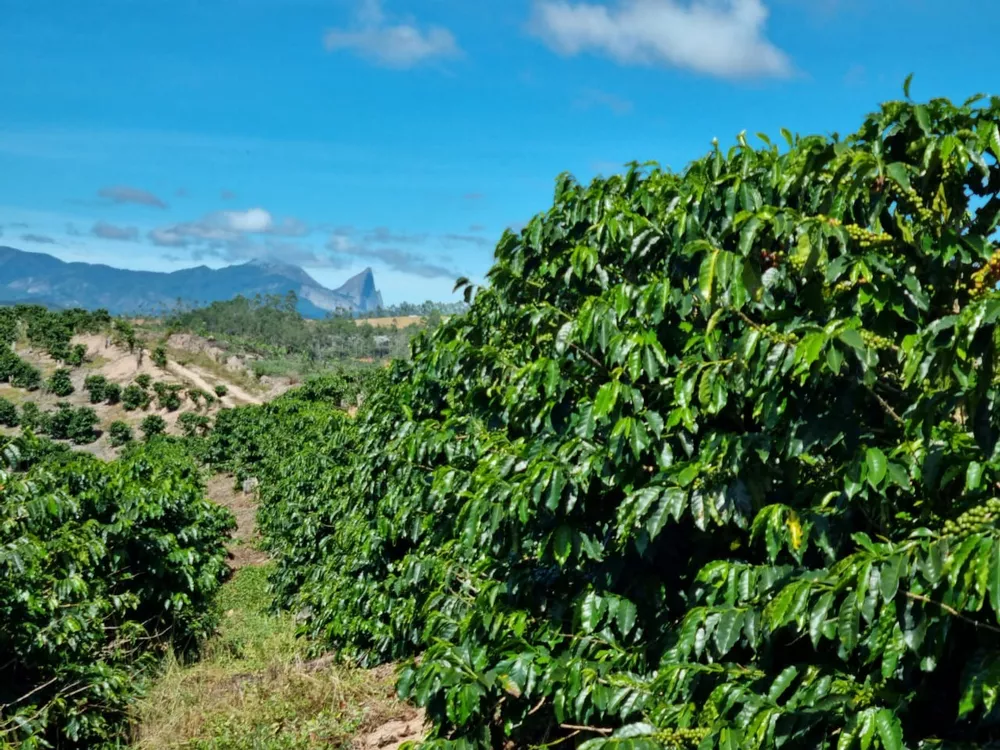 Fazenda à venda com 1 quarto, 14m² - Foto 6