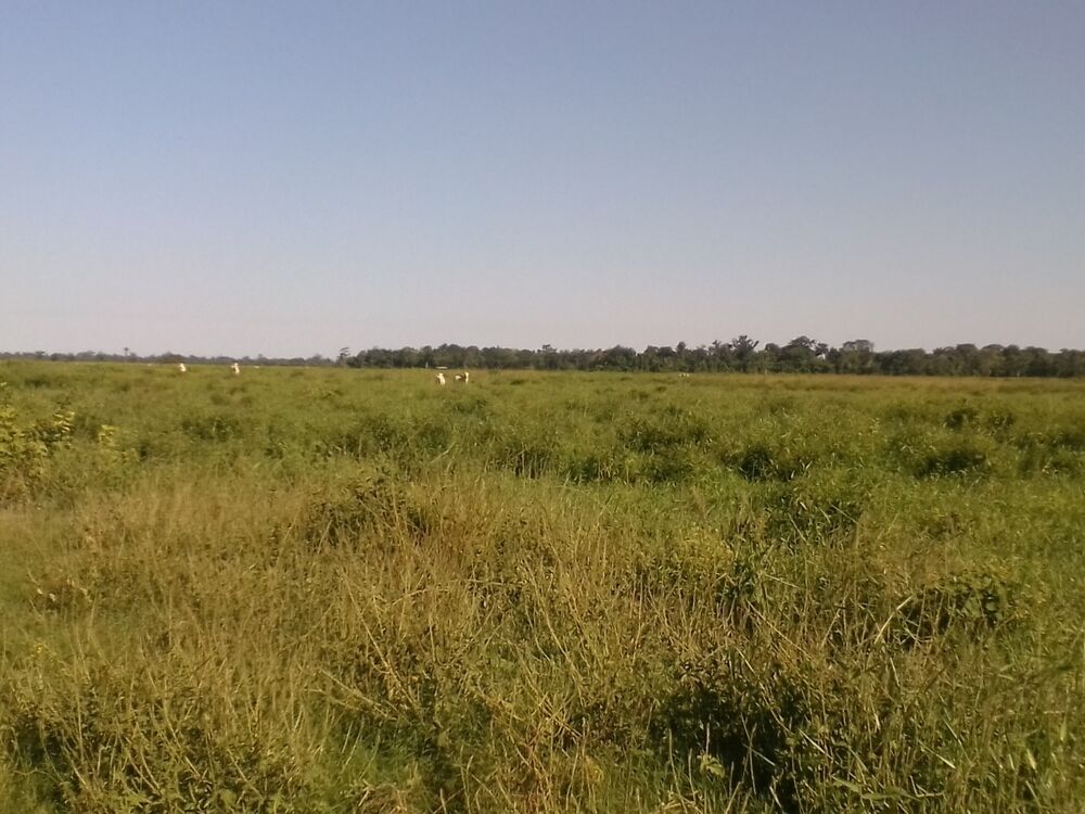 Fazenda, 310 m² - Foto 6