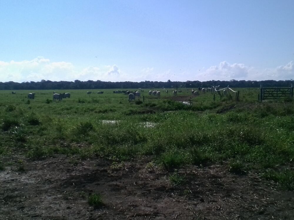 Fazenda, 310 m² - Foto 10