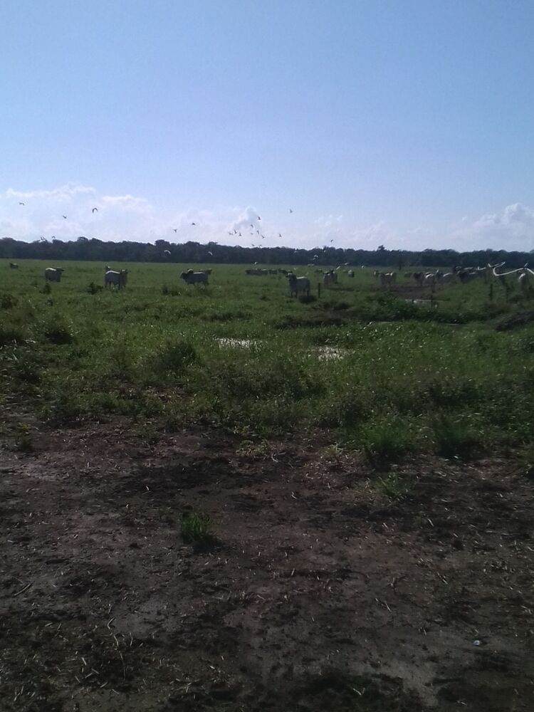 Fazenda, 310 m² - Foto 11