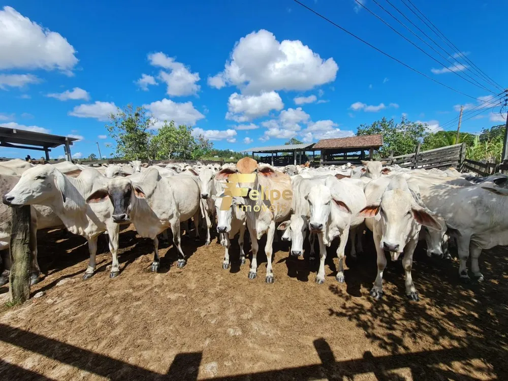 Fazenda, 52 m² - Foto 5