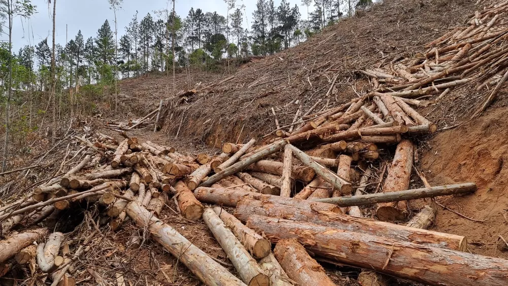 Terreno à venda, 44000m² - Foto 4