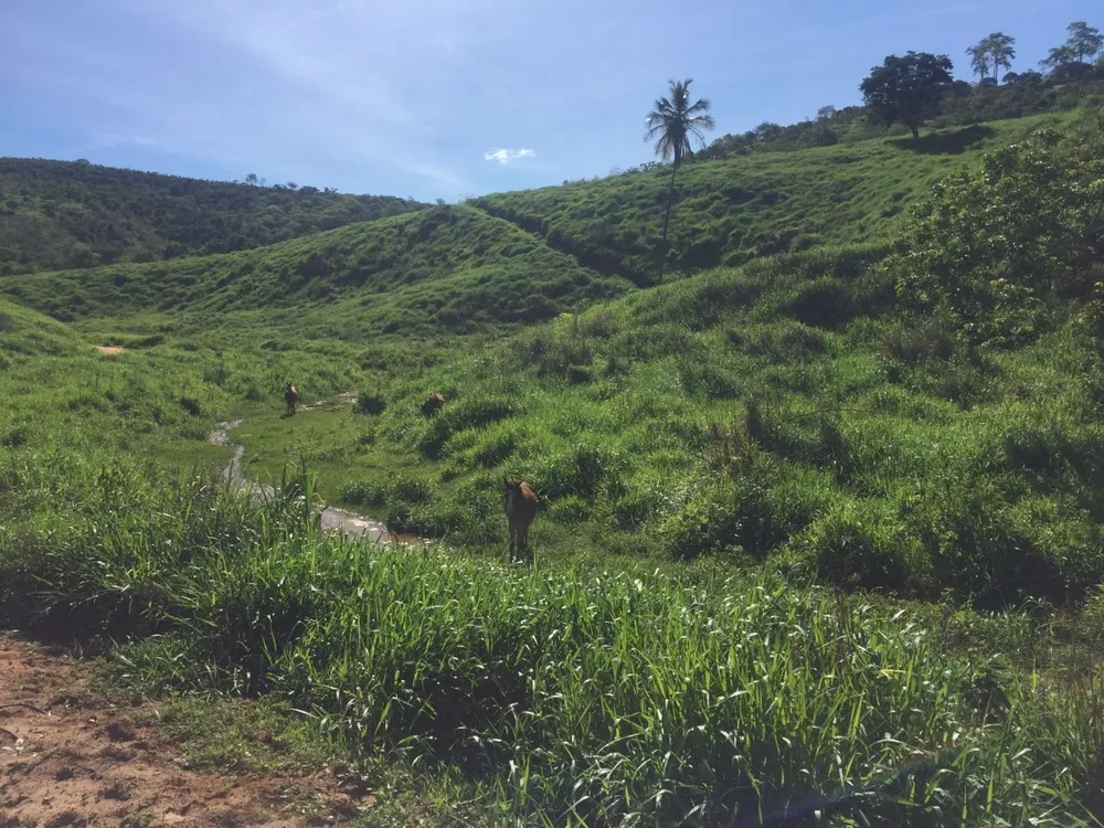 Fazenda à venda com 1 quarto, 113m² - Foto 1