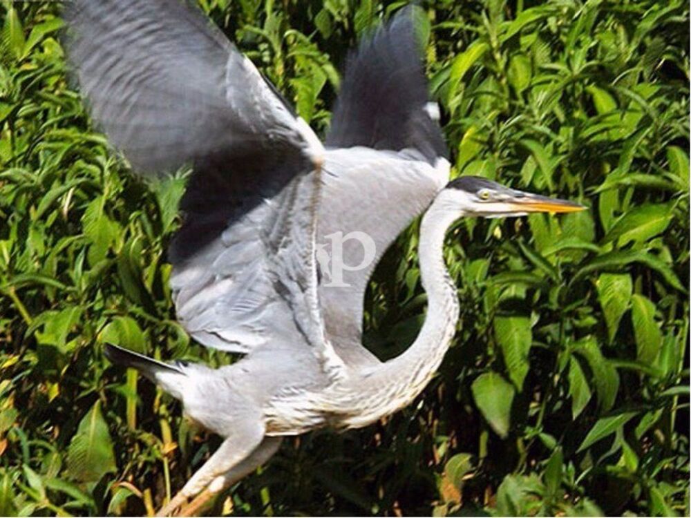 Casa, 4 quartos - Foto 4