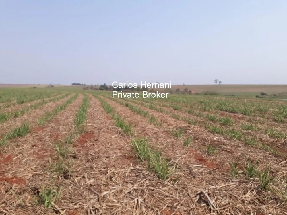 Fazenda, 306 hectares - Foto 4