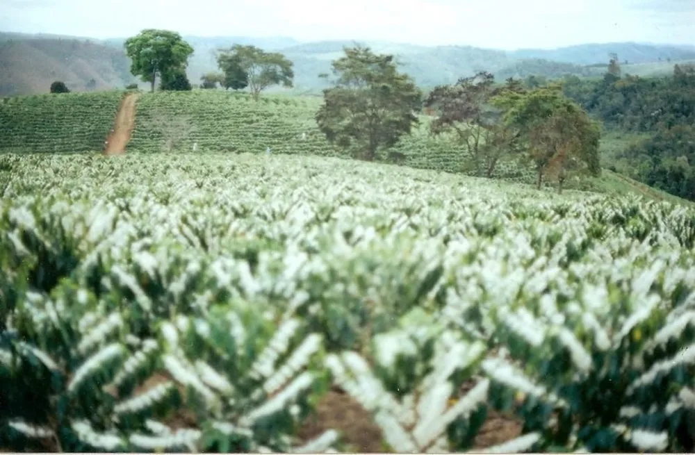 Fazenda - Foto 4