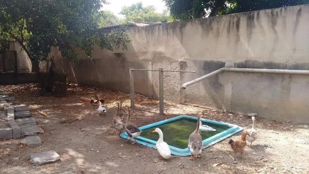 Chácara, 3 quartos - Foto 11