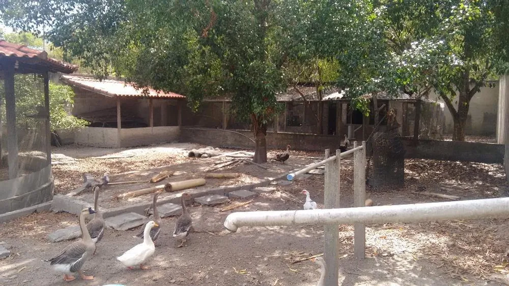 Chácara, 3 quartos - Foto 10