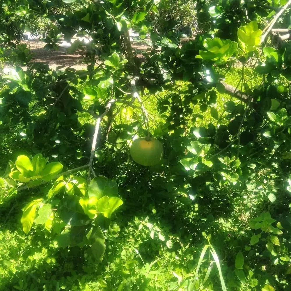 Sítio, 3 quartos, 72000 m² - Foto 15