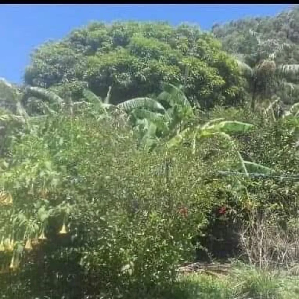 Chácara, 3000 m² - Foto 1