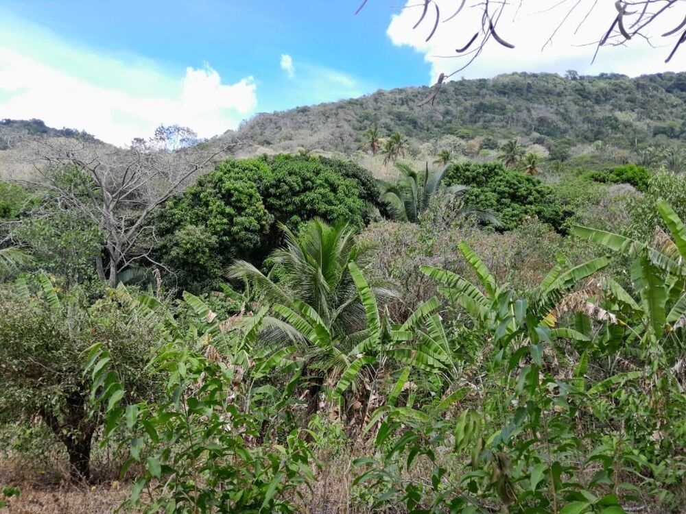 Terreno, 15 hectares - Foto 9