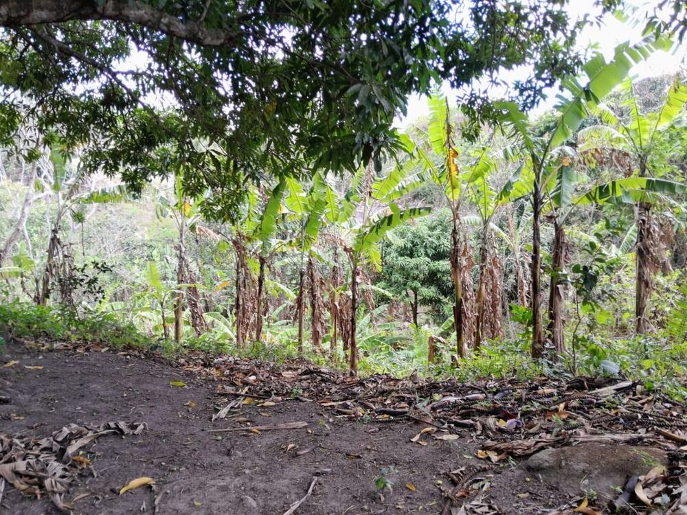 Terreno, 15 hectares - Foto 14