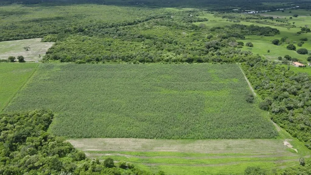 Terreno, 200 hectares - Foto 6