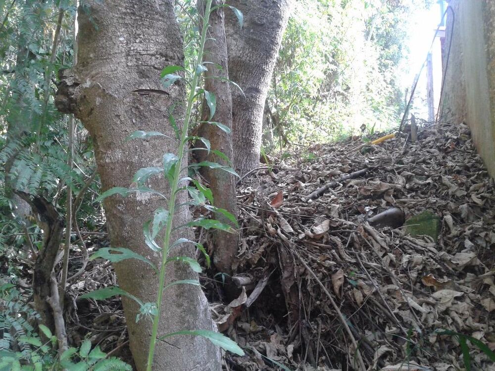 Loteamento e Condomínio, 480 m² - Foto 7