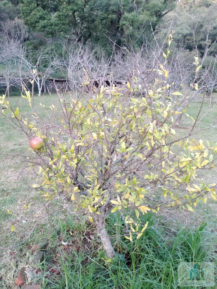 Sítio, 4 quartos - Foto 3