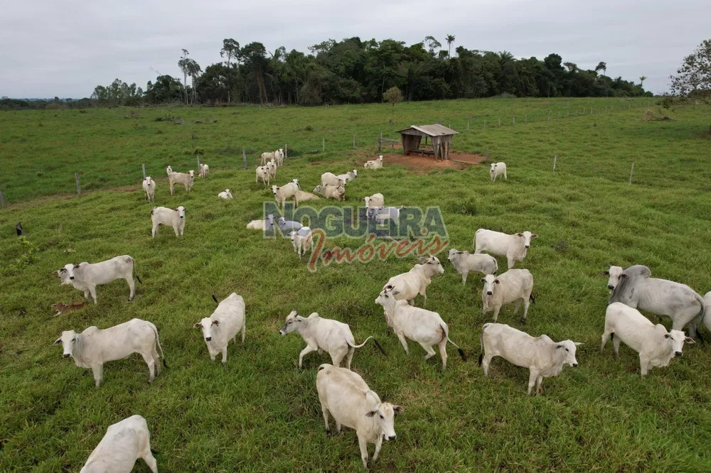 Fazenda à venda - Foto 6