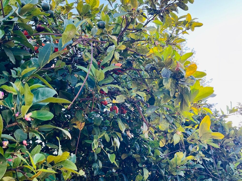 Terreno, 1000 m² - Foto 1