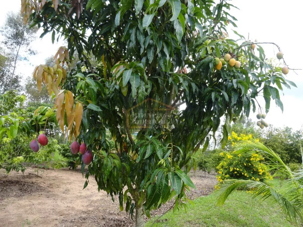 Sítio, 5 quartos, 46 hectares - Foto 6