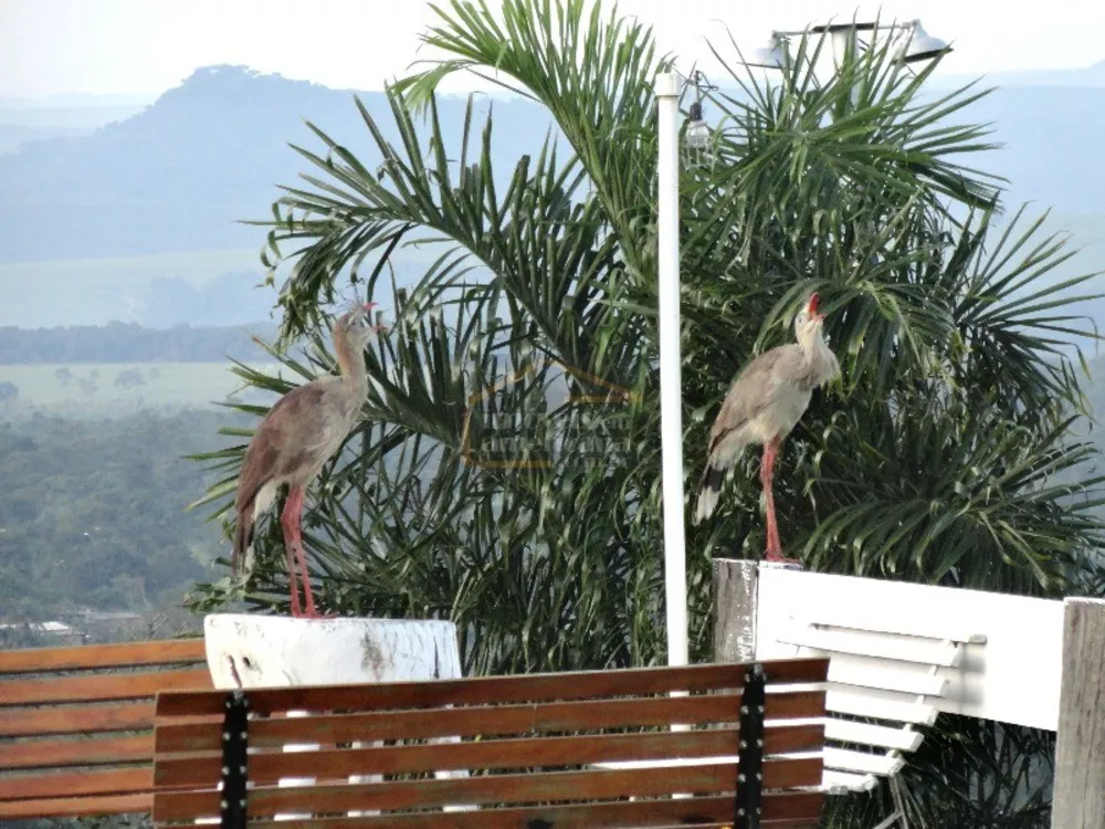 Sítio, 5 quartos, 46 hectares - Foto 7