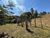 Sítio, 2 quartos, 5 hectares - Foto 10