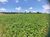 Terreno, 3 hectares - Foto 1