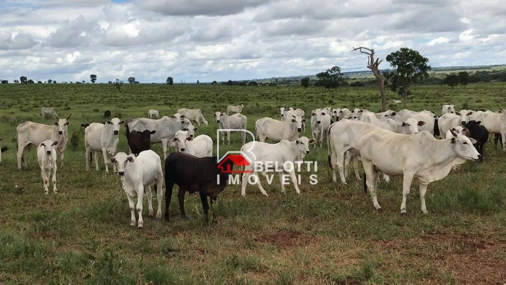 Fazenda, 2674 hectares - Foto 1