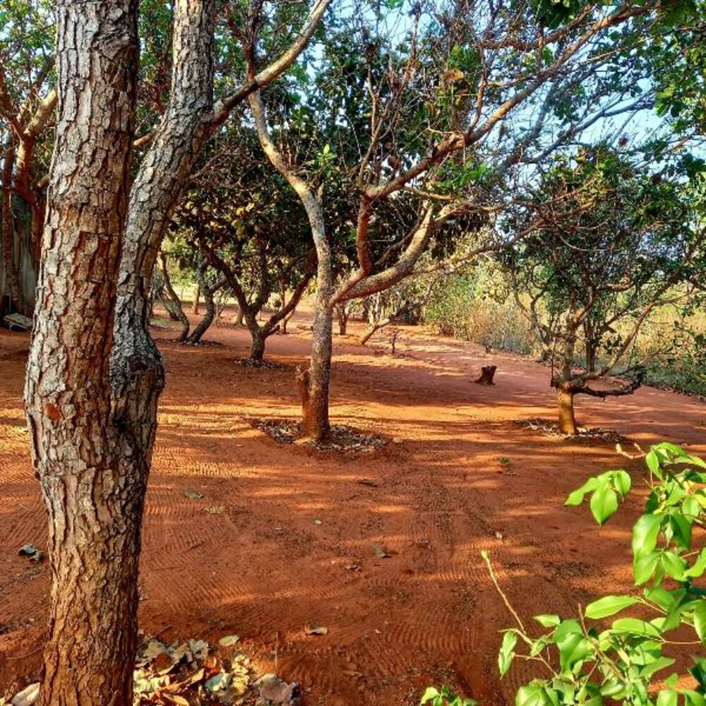 Chácara, 2 quartos - Foto 12