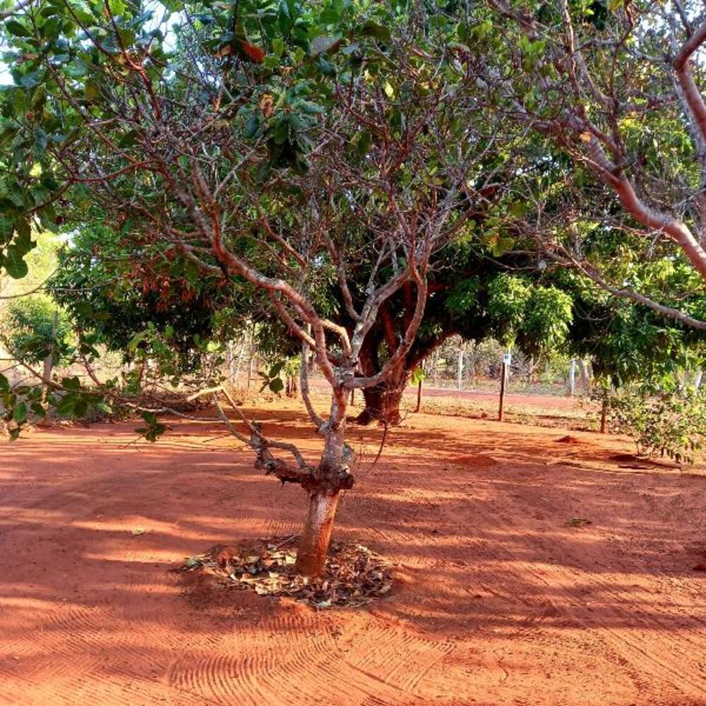 Chácara, 2 quartos - Foto 10