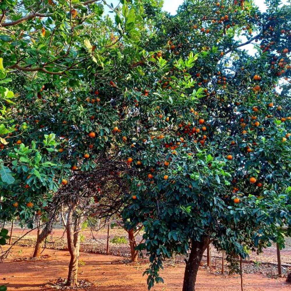 Chácara, 2 quartos - Foto 33