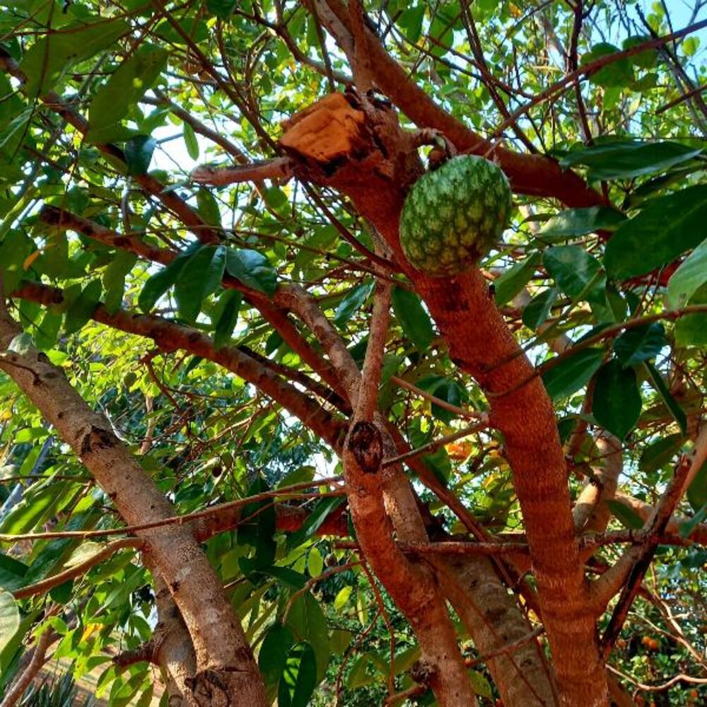 Chácara, 2 quartos - Foto 34