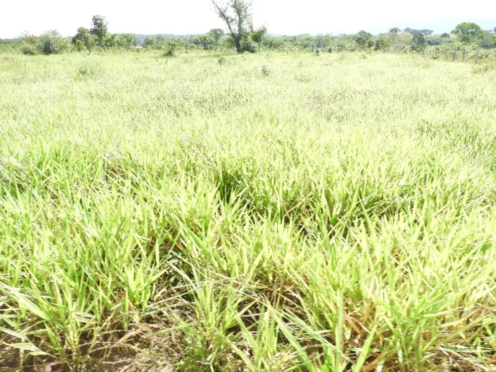 Fazenda à venda com 5 quartos - Foto 6