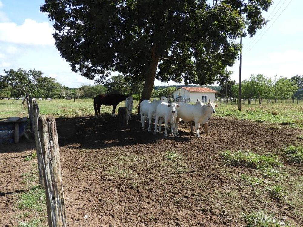 Fazenda à venda com 5 quartos - Foto 23