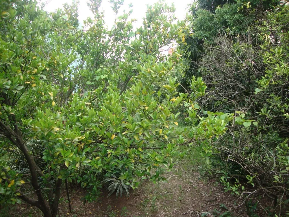 Terreno, 2100 m² - Foto 5