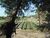 Terreno, 1 hectares - Foto 4