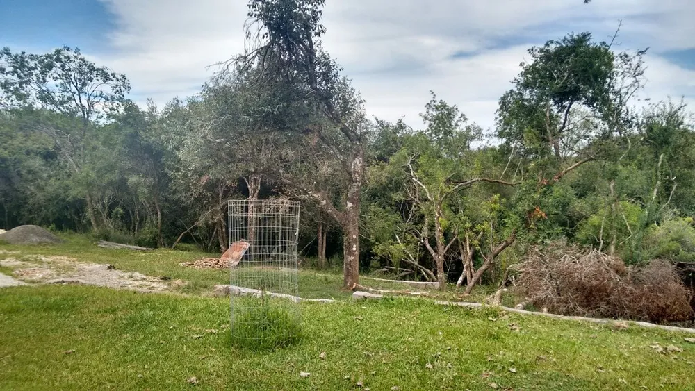 Chácara, 4 quartos, 3 hectares - Foto 7