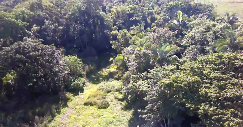 Terreno, 4 hectares - Foto 7