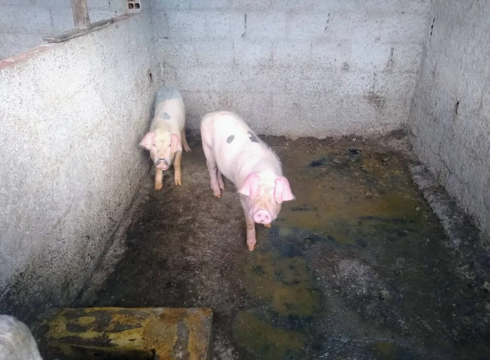 Fazenda, 33 hectares - Foto 14