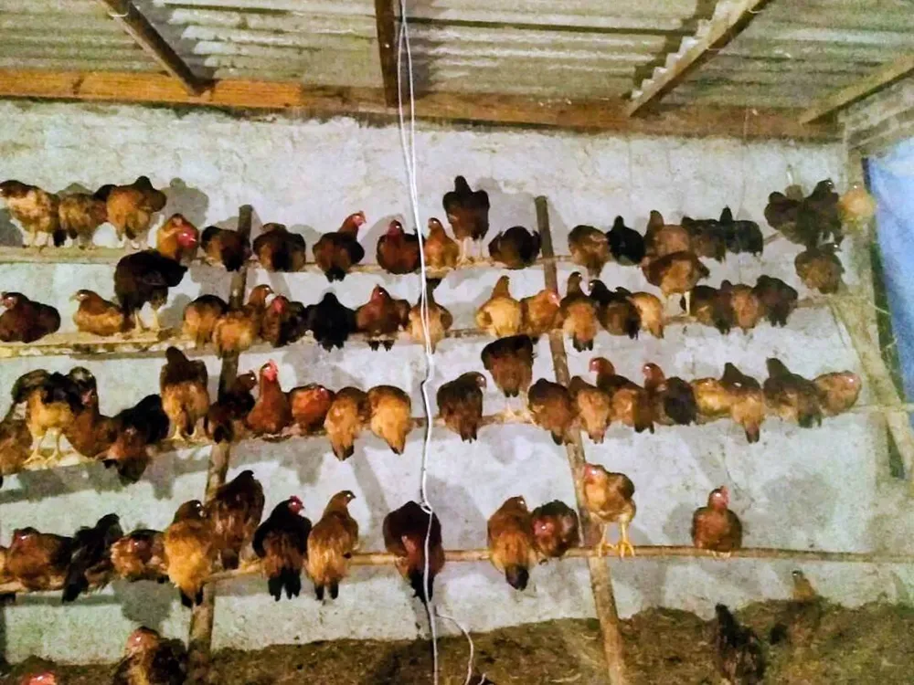 Fazenda, 33 hectares - Foto 10