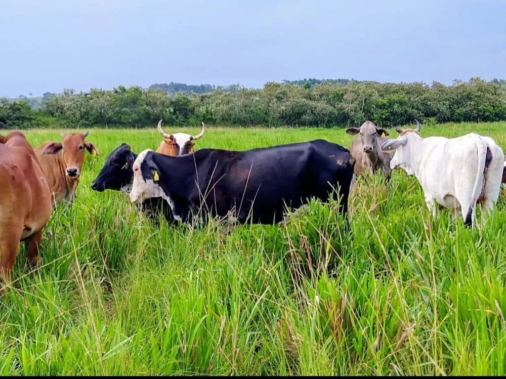 Fazenda, 33 hectares - Foto 1
