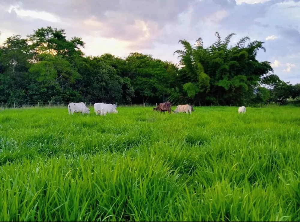 Fazenda, 33 hectares - Foto 2
