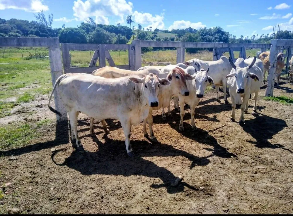 Fazenda, 33 hectares - Foto 9