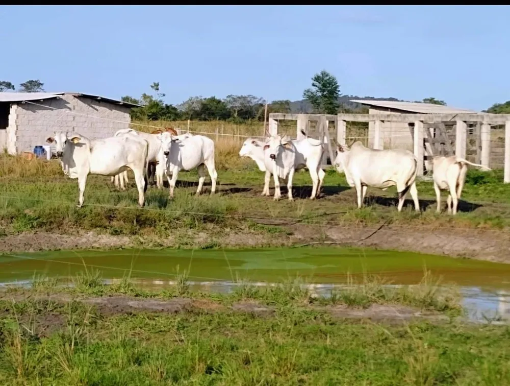 Fazenda, 33 hectares - Foto 7