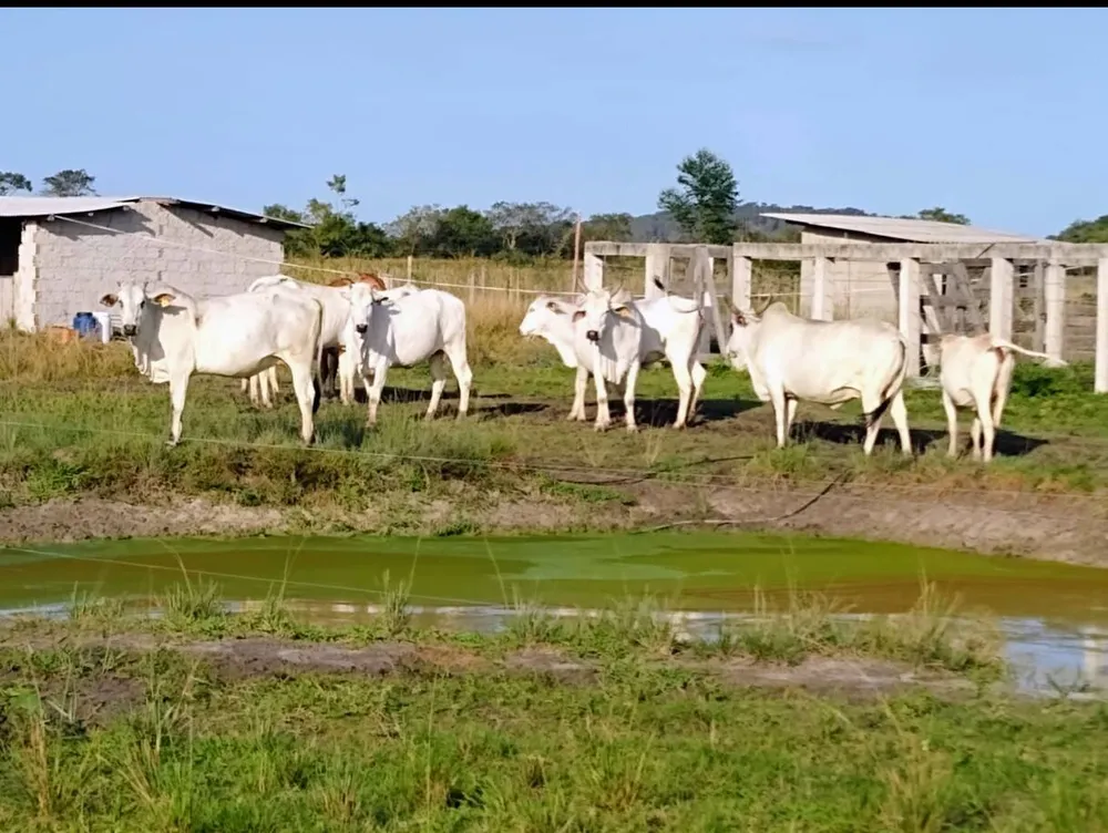 Fazenda, 33 hectares - Foto 12