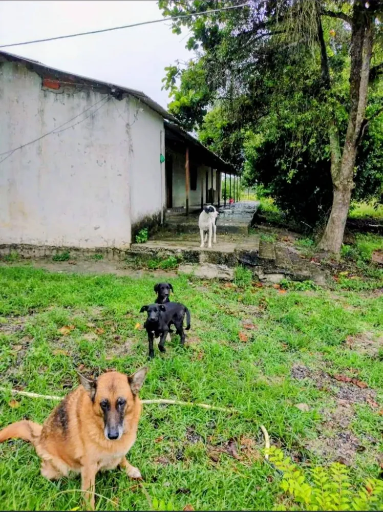 Fazenda, 33 hectares - Foto 11