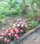 Terreno, 1066 m² - Foto 2