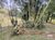 Sítio, 1 quarto, 1 hectares - Foto 7
