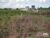 Terreno, 12 hectares - Foto 6