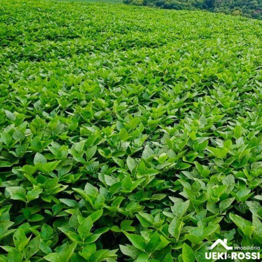 Fazenda, 97 hectares - Foto 2