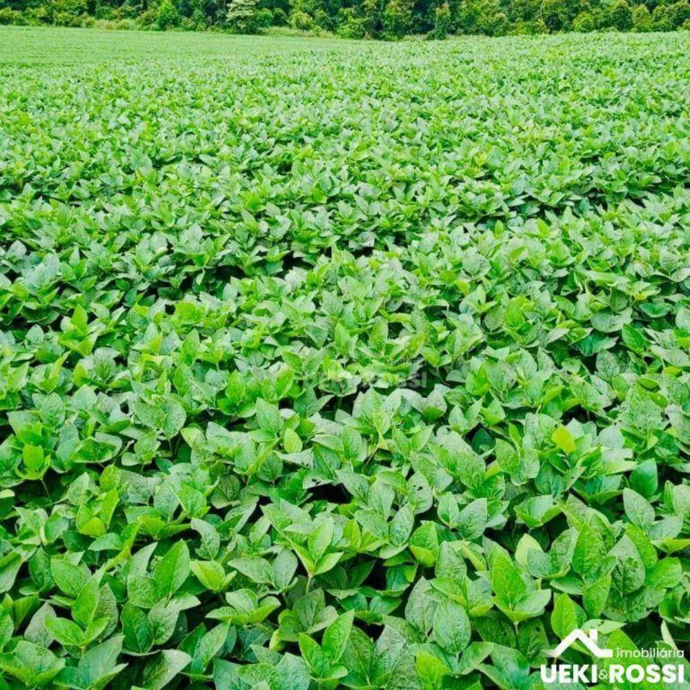 Fazenda, 97 hectares - Foto 4